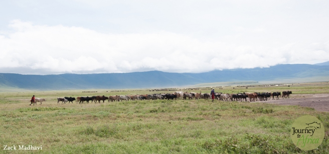 Maasai tribe members walking their cows to Lake Magadi 