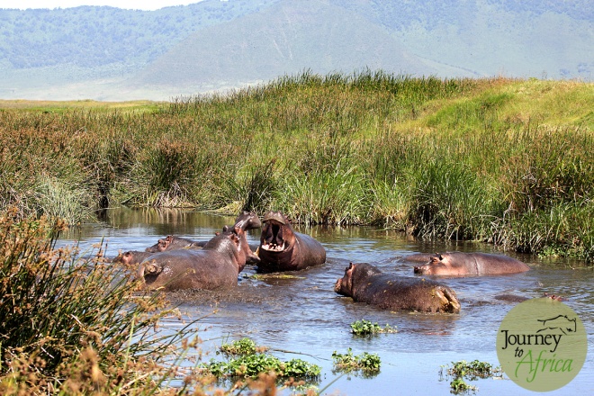 Hippo fighting in Ngorongoro Crater - June 2014. 