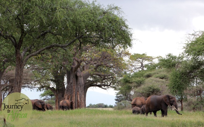 Family of elephants near a magnificent baobab tree