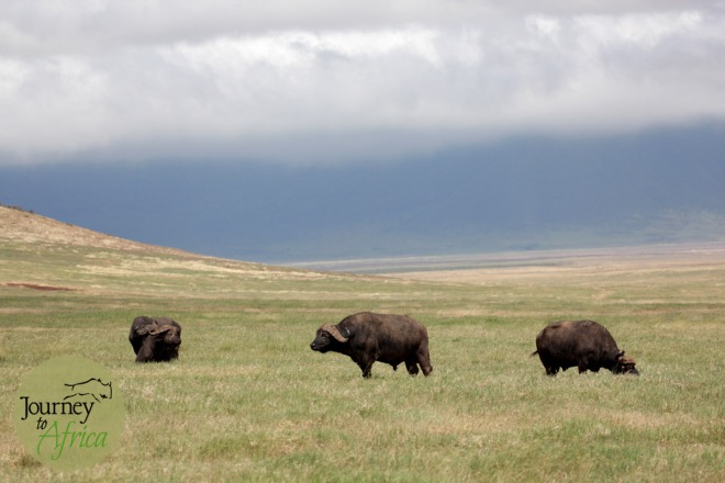 buffallos