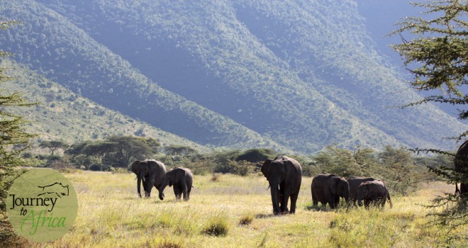 elephants_in_ngorongoro