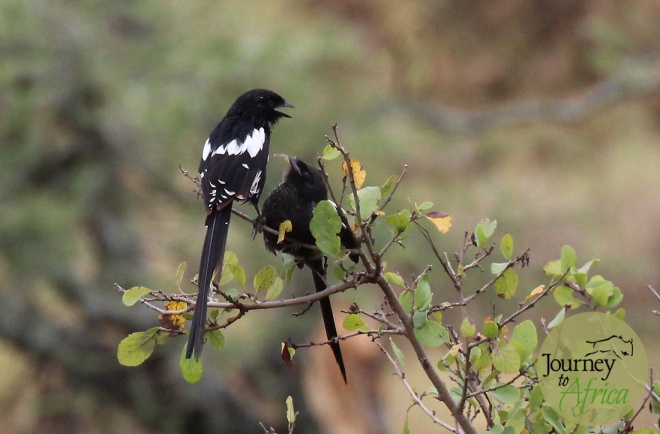 magpie_baby_with_the_worm