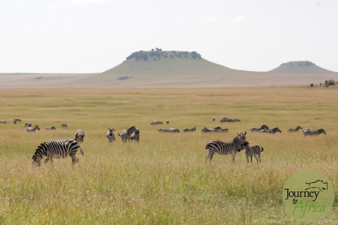 Northern_Serengeti_2
