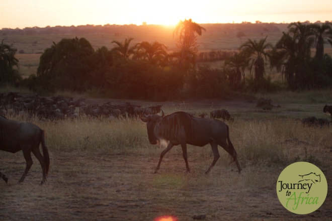sunrise_wildebeest