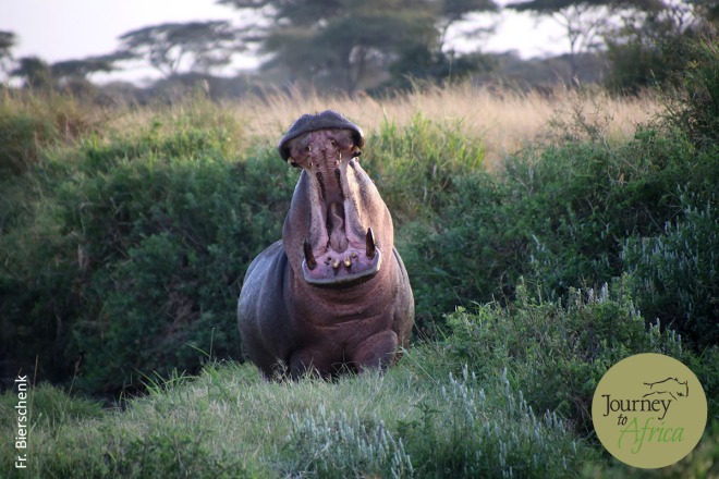hippo_mouth_wide
